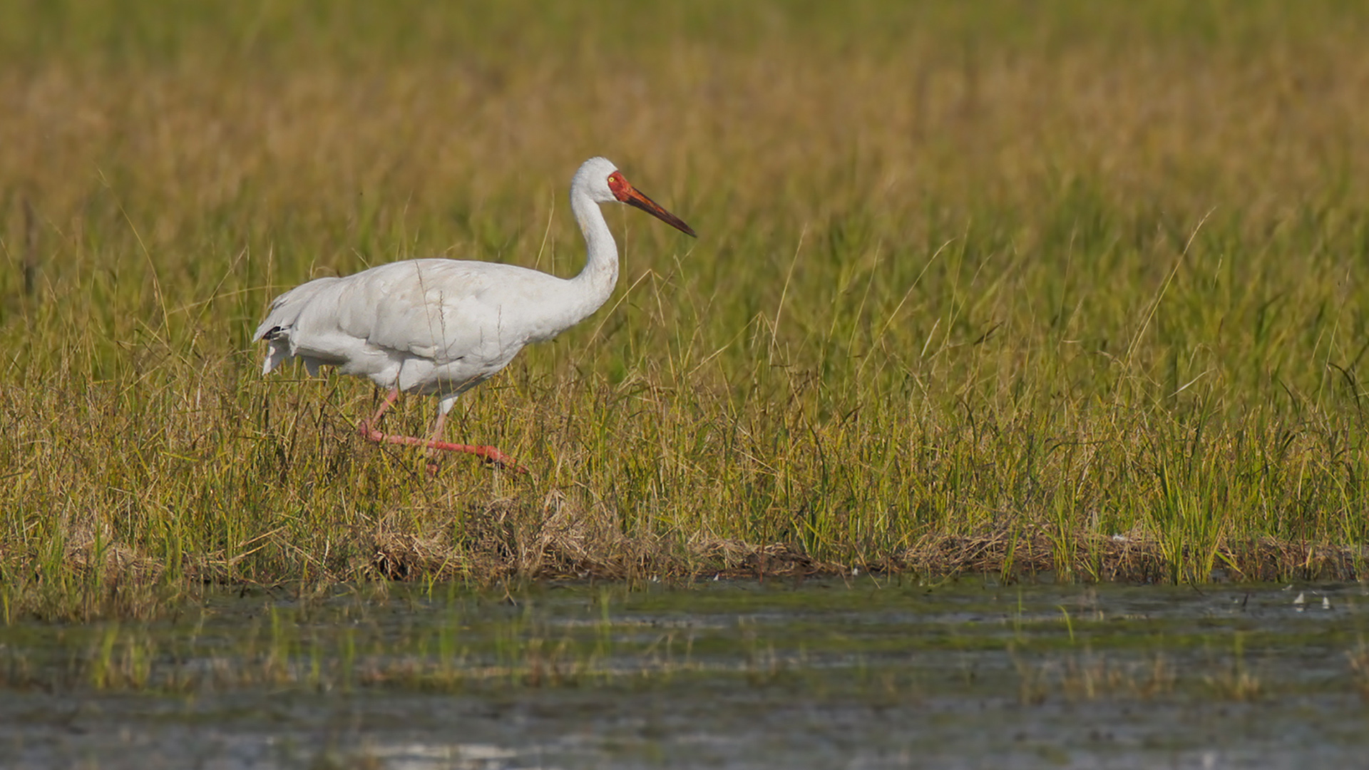 Siberian Crane — Ana fotoğraf